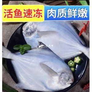 白银鲳鱼肉厚、刺少、味佳，营养丰富，是天然营养佳品，鲳鱼体形侧扁成盘形，背较厚，口端位，无须，体呈白色、银鳞、黑尾、线鳍，四色相配极为美观。